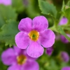 Bacopa Scopia® 'Gulliver Pink' –sadzonka